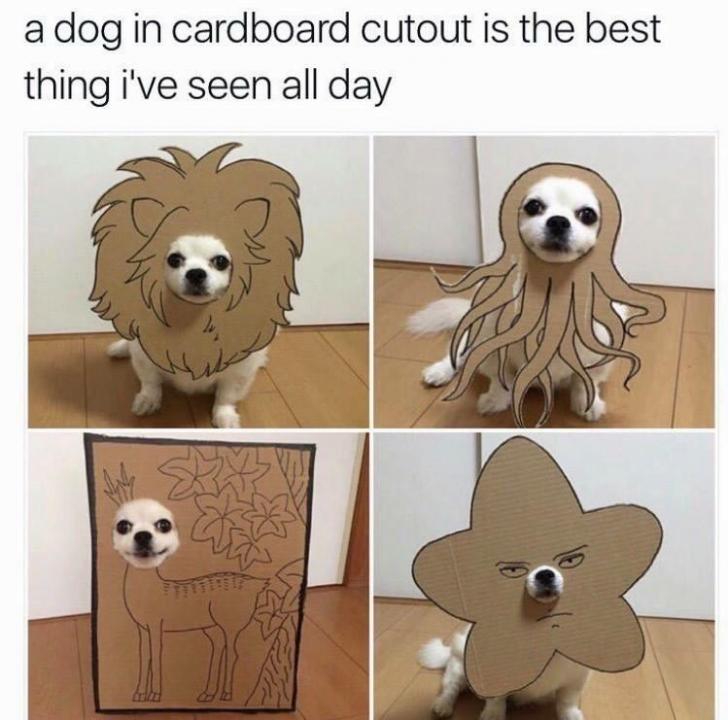 D+I+S+G+U+I+S+E+B+O+Y+E