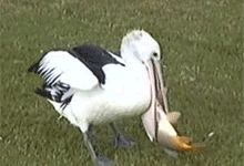 Pelican%26%238217%3Bt