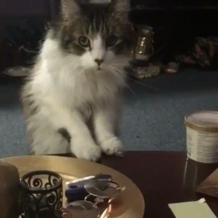 %26quot%3BOops%2C+my+paw+slipped.+Sorry.%26quot%3B