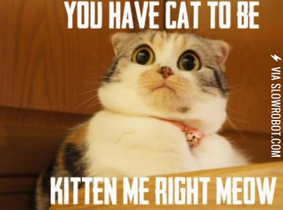 You+have+to+be+kitten+me+right+meow.