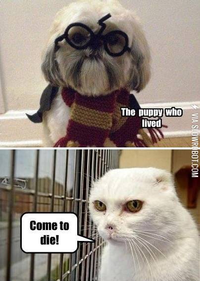 Potter+puppy+vs.+Voldecat.