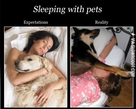 Sleeping+with+pets