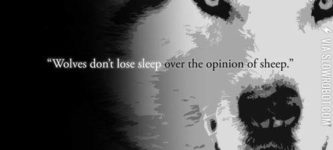 Wolves+don%26%238217%3Bt+lose+sleep+over+the+opinion+of+sheep