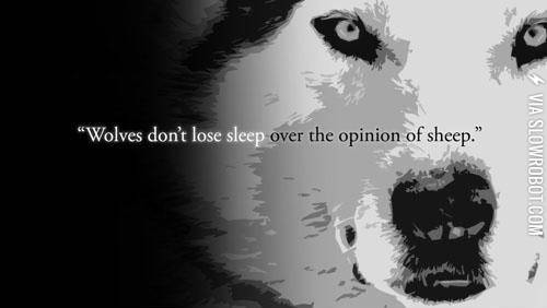 Wolves+don%26%238217%3Bt+lose+sleep+over+the+opinion+of+sheep