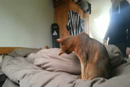 How+much+your+cat+actually+cares+about+you.