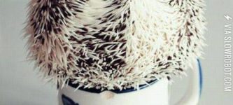 Hedgehog%2C+also+mug+hog.