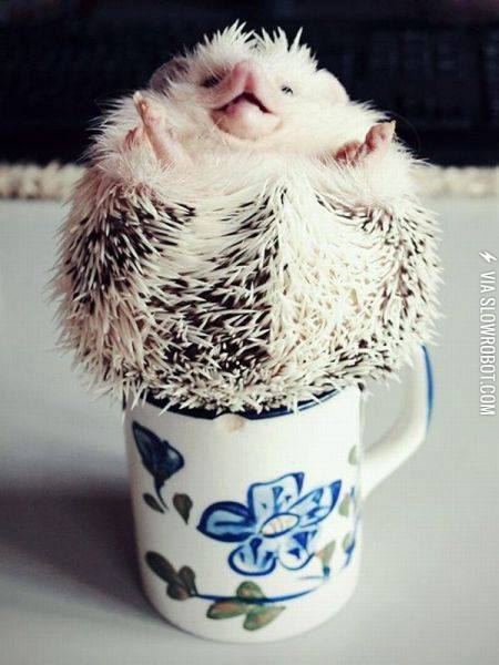 Hedgehog%2C+also+mug+hog.