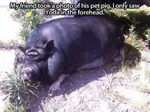 The+force+is+strong+in+this+pig.
