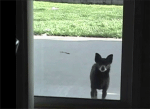 I%26%238217%3Bm+a+hooman%21