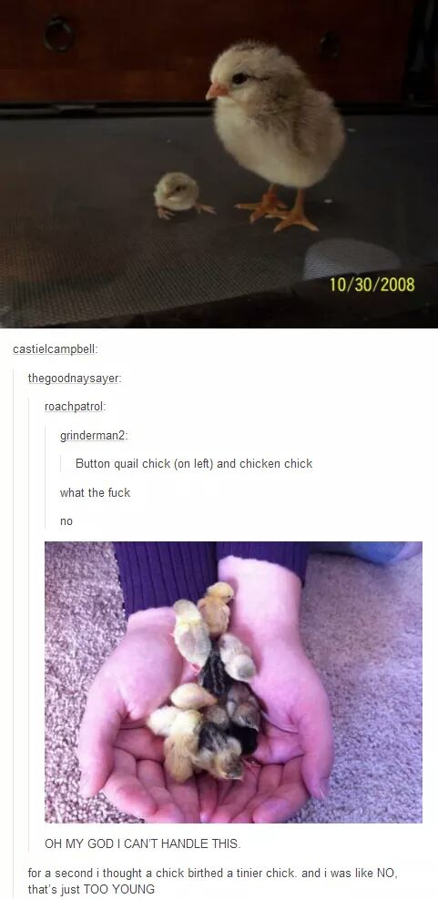 Buttonquail+chicks
