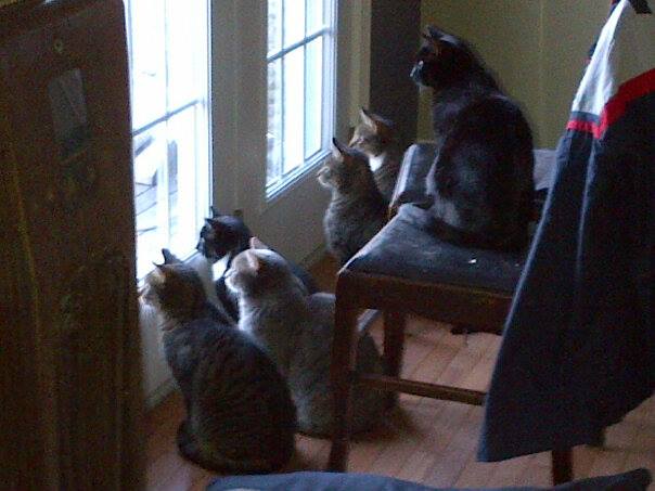 There+may+or+may+not+be+a+squirrel+on+the+back+deck.