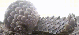 Pangolin+and+his+weird+long+tongue.