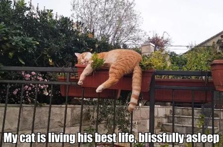Living+his+purrfect+life.