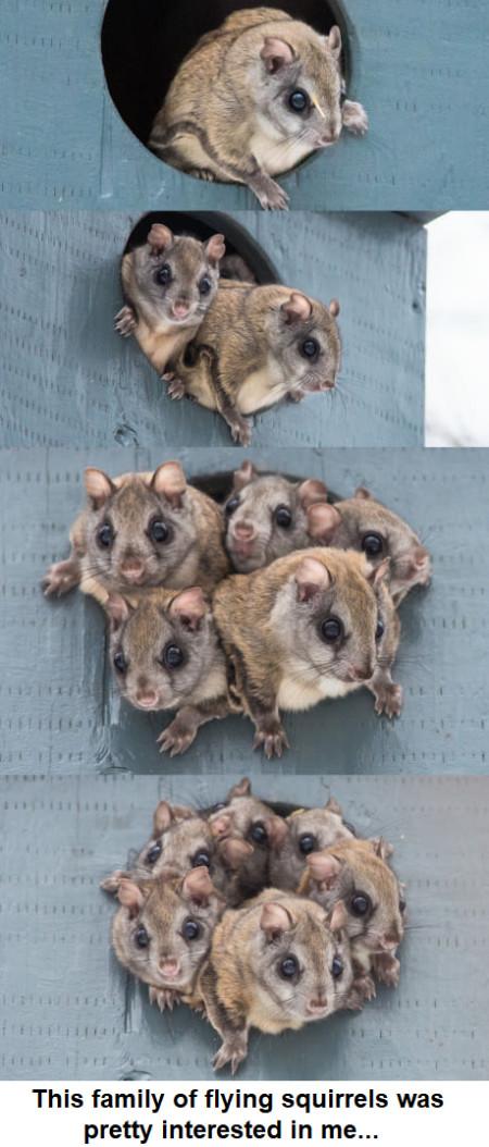 I+interrupted+a+squirrel+party.