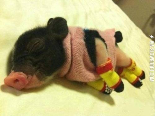 Bacon+needs+sleep+too.