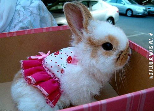 Strawberry+shortcake