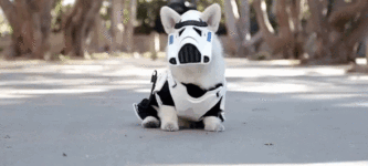 Corgi+Stormtrooper