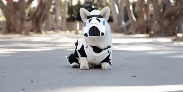 Corgi+Stormtrooper
