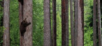 Three+bear+cubs+hiding+from+their+mother