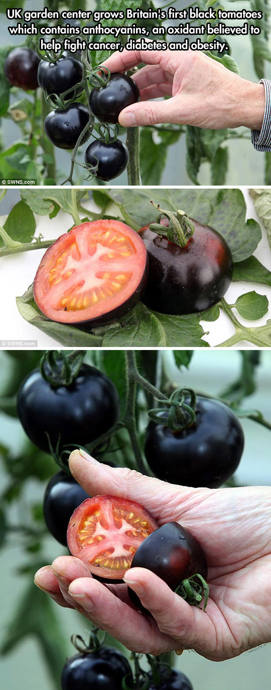 Dark+Tomatoes
