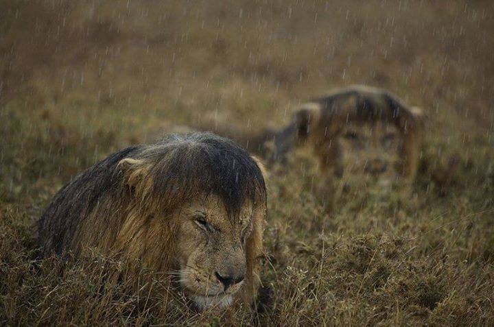 Michael+Nichols+won+the+Wildlife+Photographer+of+the+Year+Award+for+this+picture