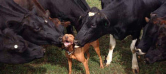 The+Cow+Whisperer