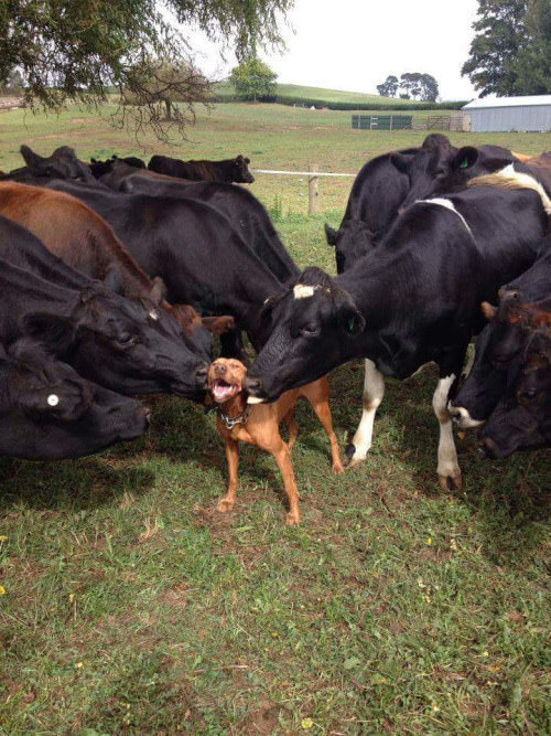 The+Cow+Whisperer