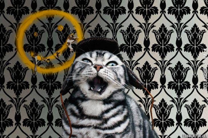 Kitty+as+Sherlock+as+Benedict+Cumbercat.