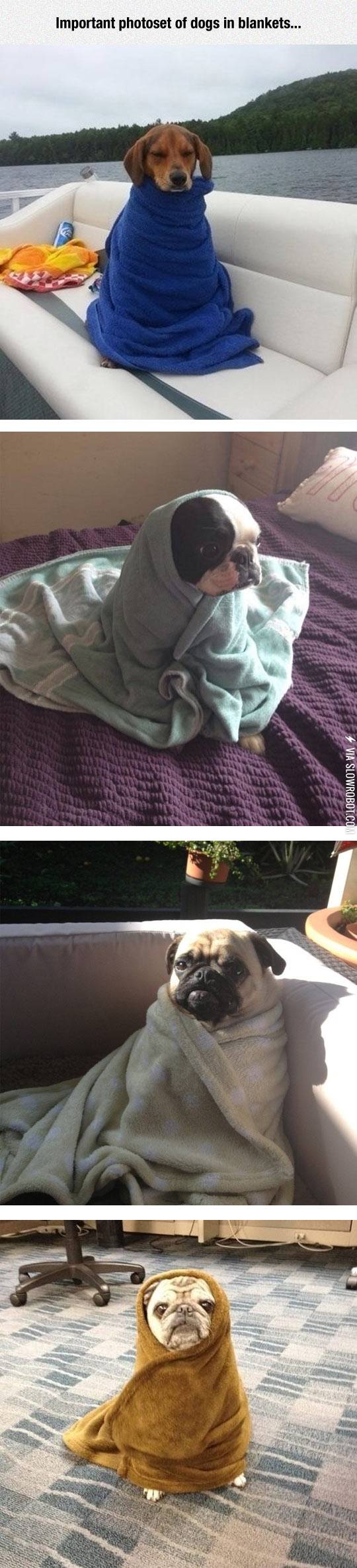 Dogs+in+blankets.