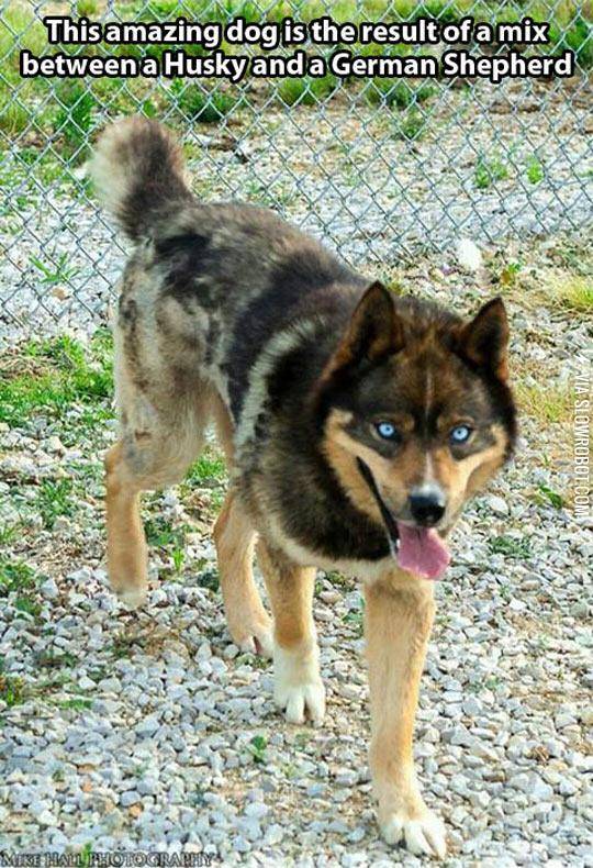 When+You+Mix+A+Husky+And+A+German+Shepherd