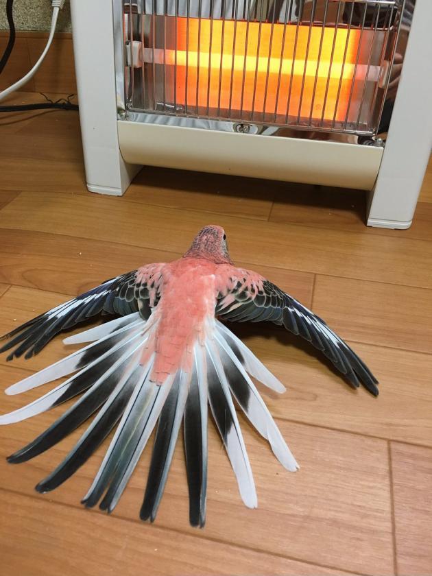 Bird+by+a+space+heater