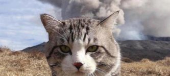Cool+cats+don%26%238217%3Bt+look+at+natural+disasters