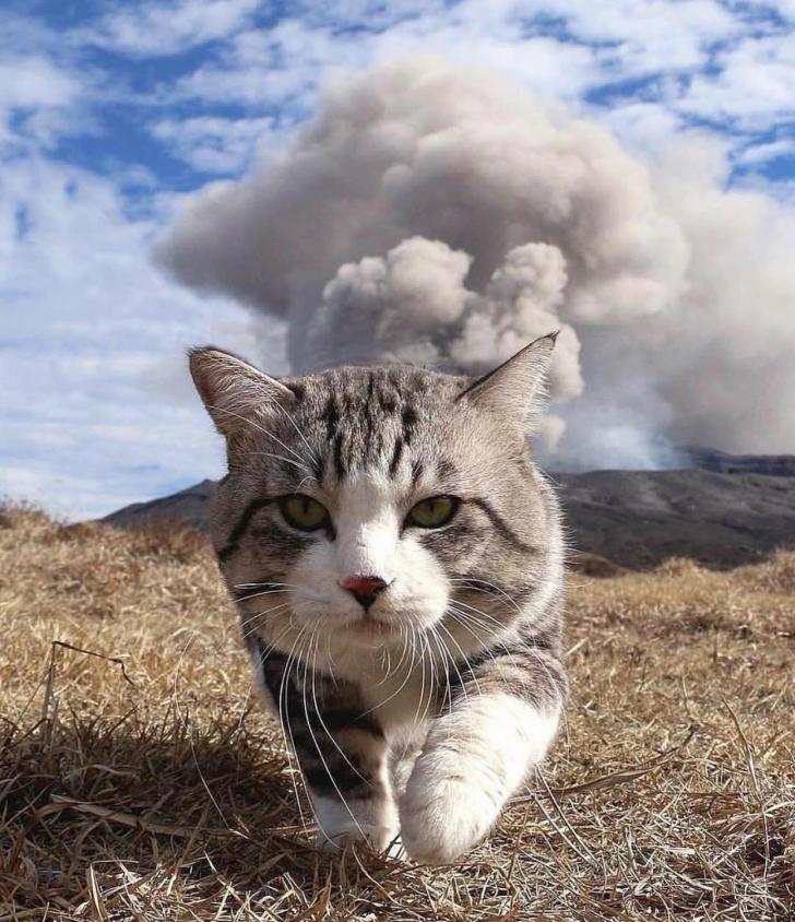 Cool+cats+don%26%238217%3Bt+look+at+natural+disasters