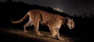 Cougar+near+the+Hollywood+sign