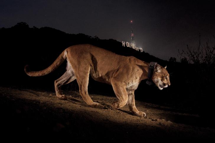 Cougar+near+the+Hollywood+sign