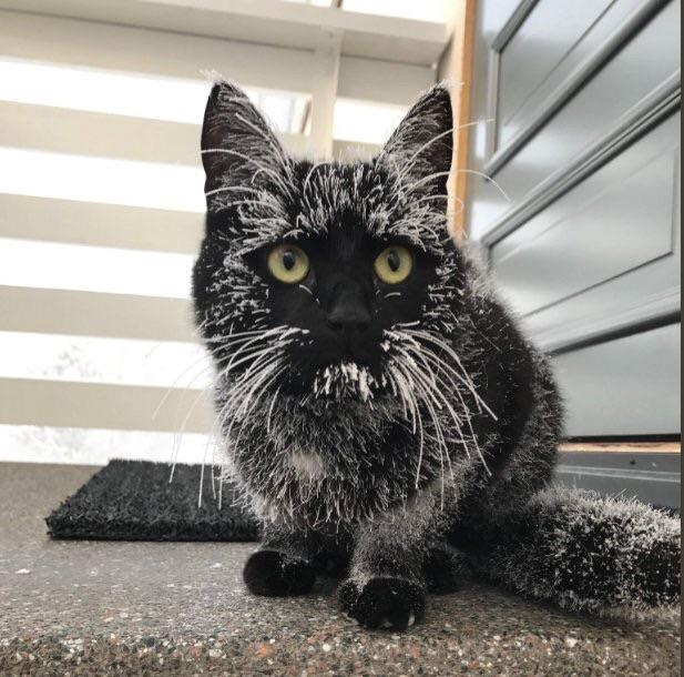 The+snow+left+a+star+outline+on+cat%26%238217%3Bs+face