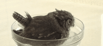 Owl+Taking+A+Bath.