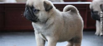 Pug+Puppy