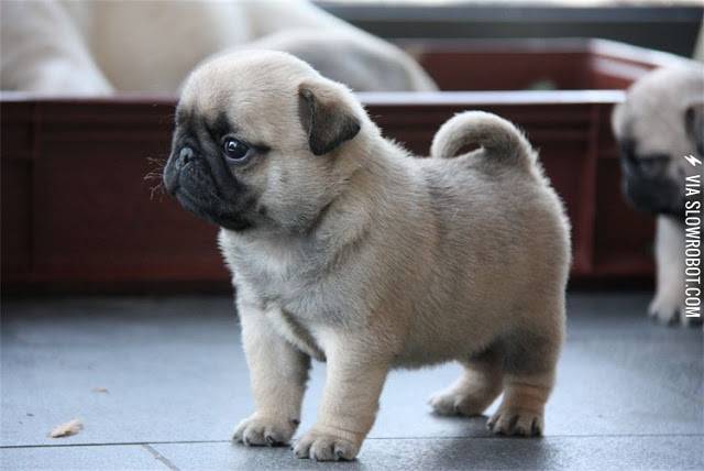 Pug+Puppy