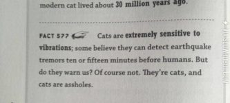 Something+You+Probably+Already+Knew+About+Cats