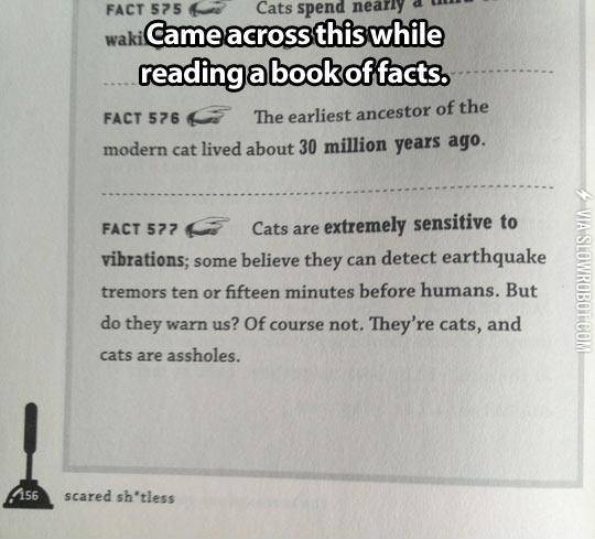 Something+You+Probably+Already+Knew+About+Cats