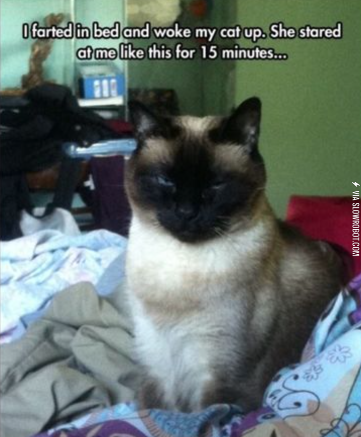 When cats demand respect.