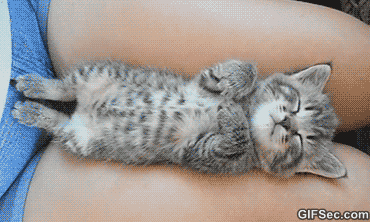 Kitten+dreams.