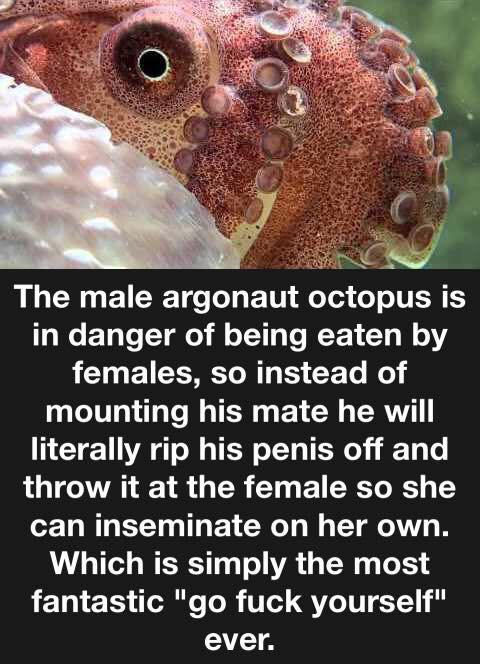 Octopi+are+hardcore.