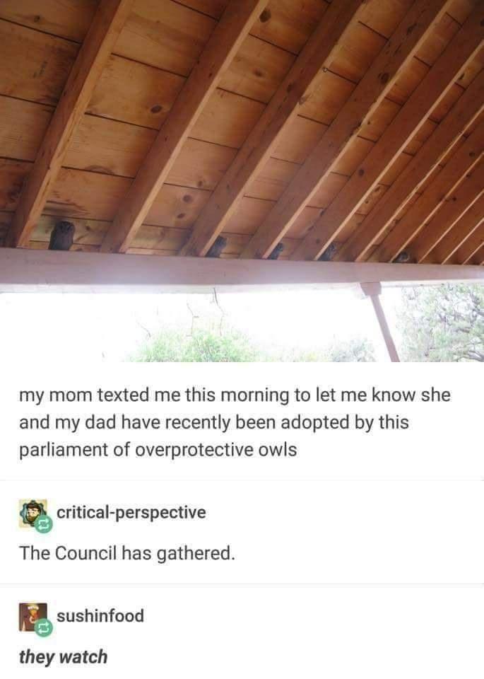 Owls+are+so+suspicious%26%238230%3B