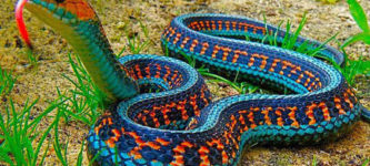 The+Most+Colorful+Snake+In+The+World%3A+California+Red+Sided+Garter+Snake