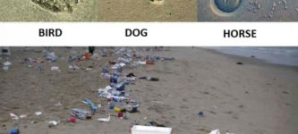 Footprints+Of+Different+Animals