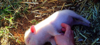 Little+Pigs+Love+A+Good+Scratch