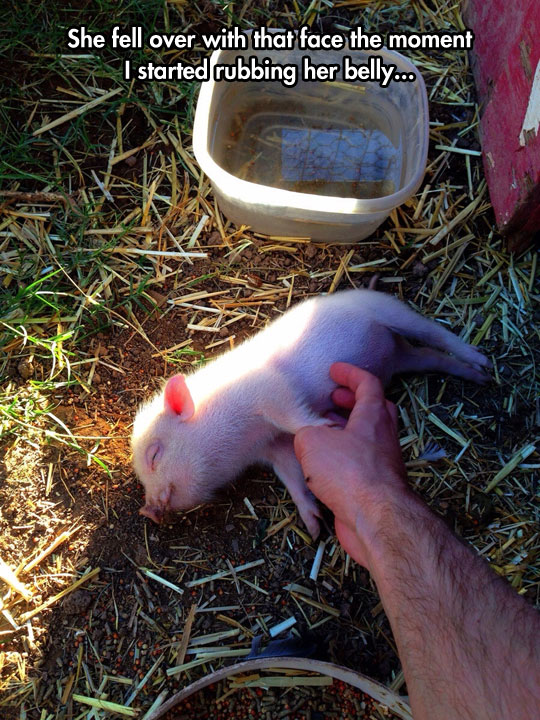 Little+Pigs+Love+A+Good+Scratch