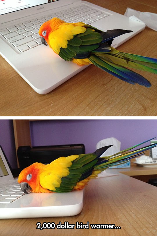 It%26%238217%3Bs+The+Most+Expensive+Bird+Warmer